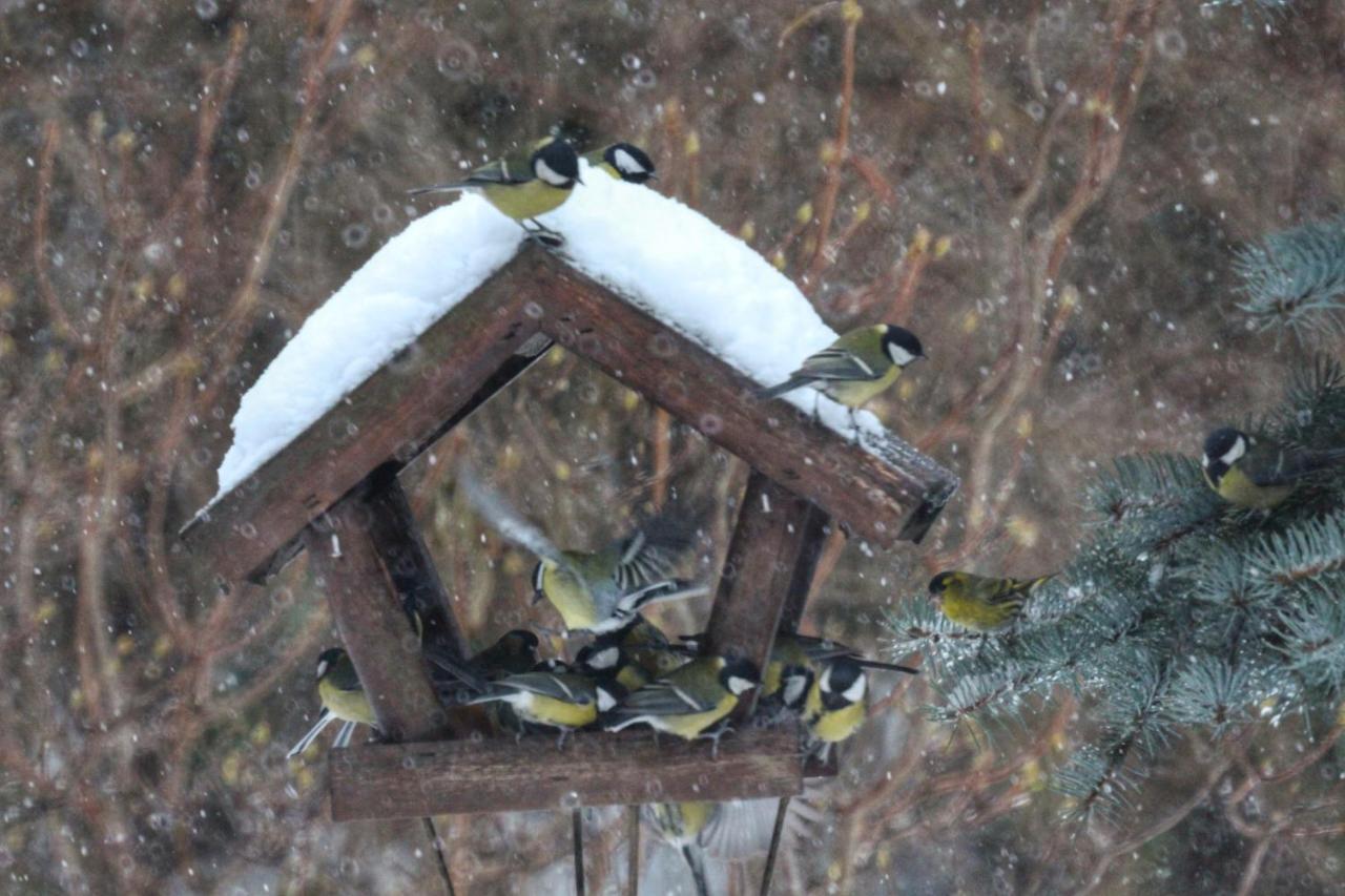 Willa Pod Zlota Morwa Swieta Katarzyna  Dış mekan fotoğraf